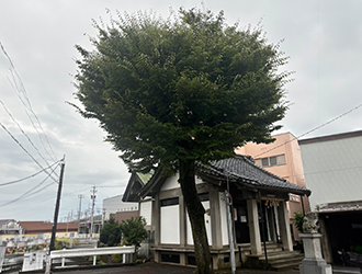 庭園技能士1級資格保有の職人による剪定 庭園技能士1級資格保有の職人による剪定
