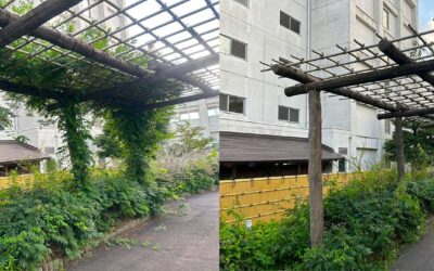 【施工事例】藤棚のツタ剪定で美しい景観を再生