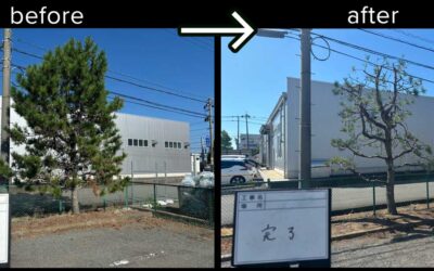 【施工事例 処分込 30,000円 坂井市坂井町内】松の剪定で樹形を整え、景観を美しく再生｜伐採太郎